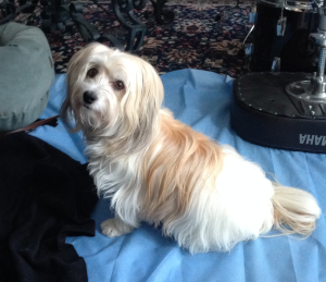 I had an awesome day at Dog & Groom.