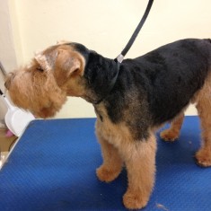 Welsh Terrier