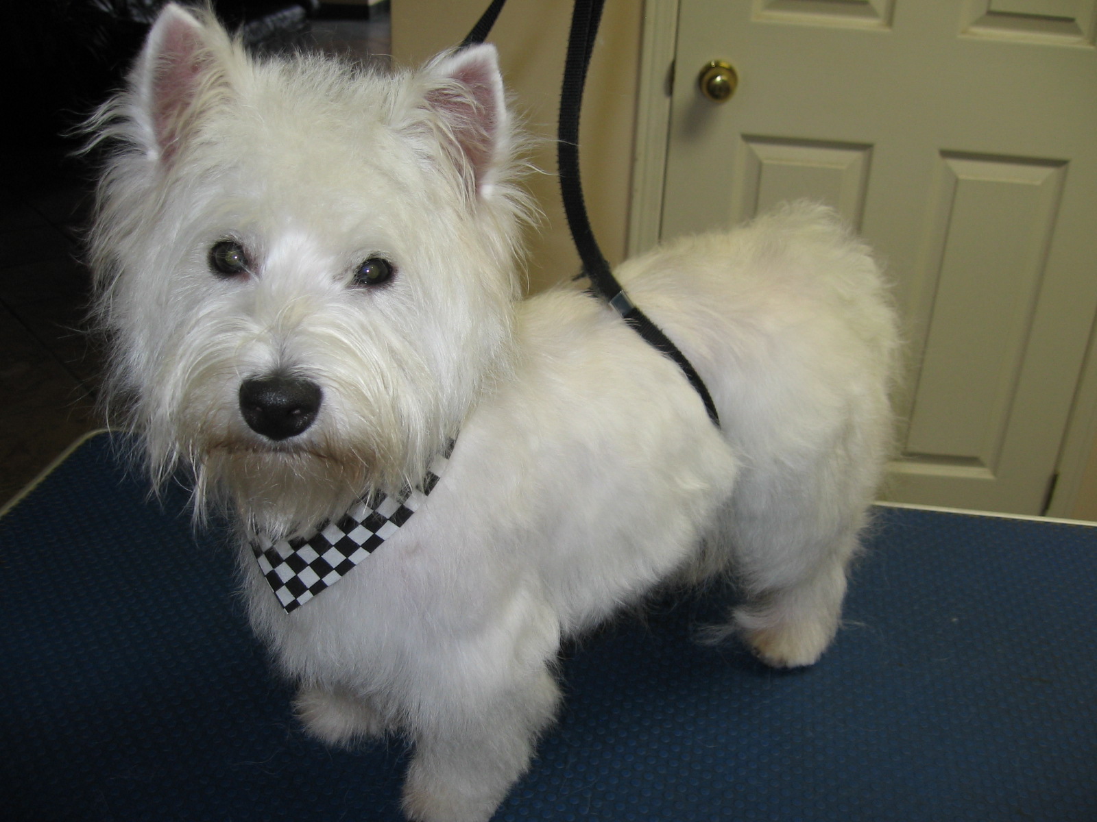 Joy-2011-pix-051