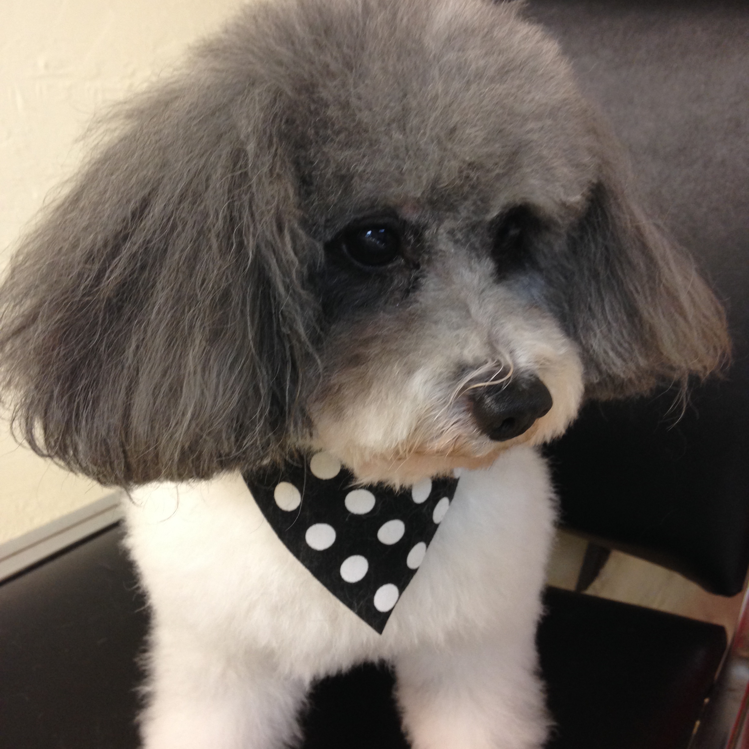 Joys-iphone-May-25.2015-0121