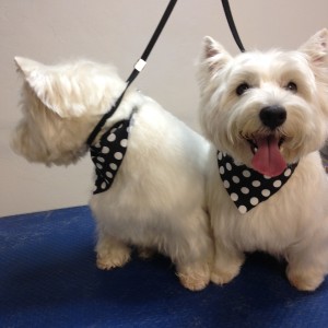 Website-NEW-PAGE-NO.-2-0601-300x300